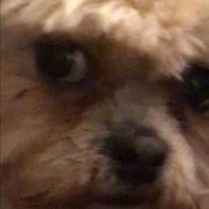 Meet your Posher, Harley