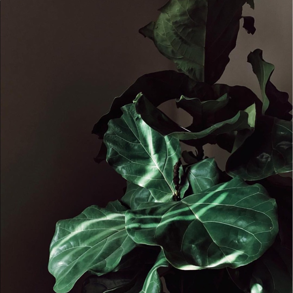 Meet your Posher, Maylin