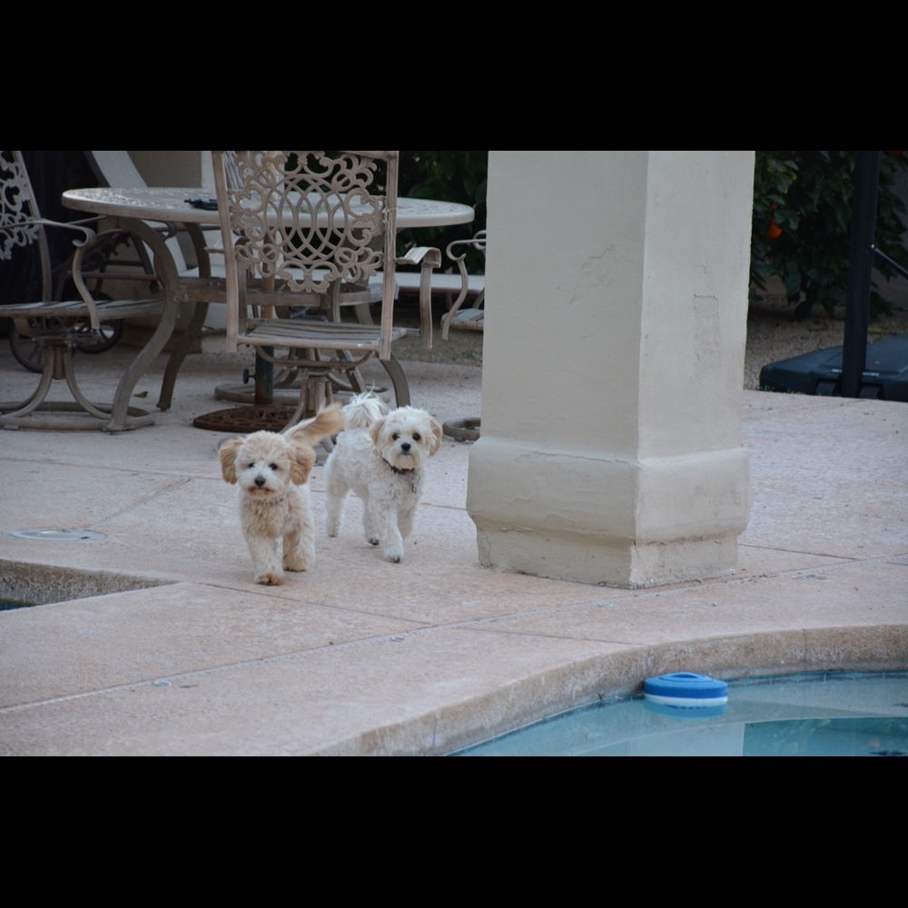 Meet your Posher, Deanna