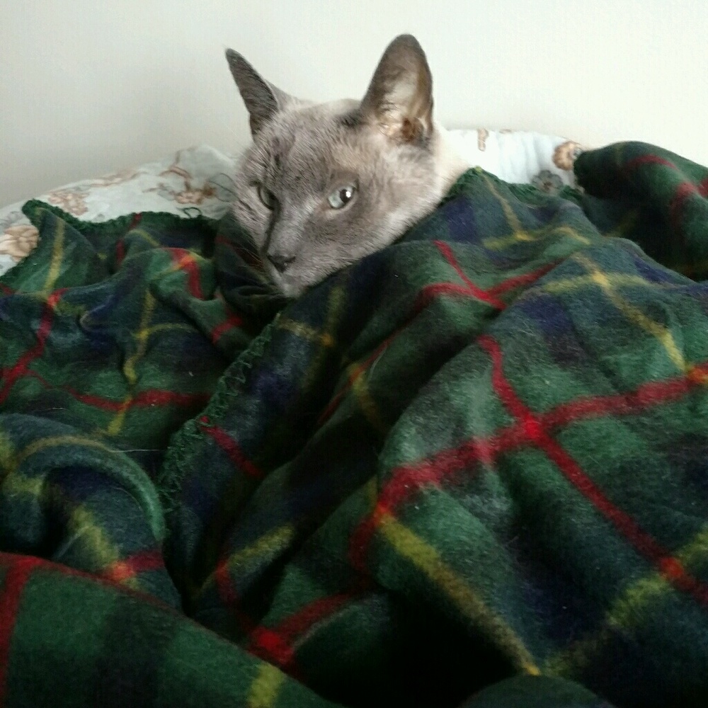 Meet your Posher, Pat