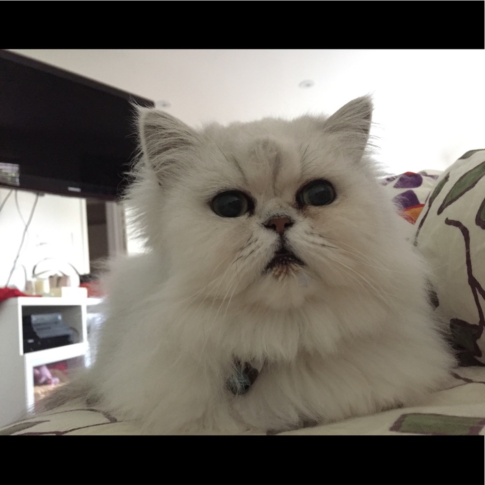 Meet your Posher, Kaori