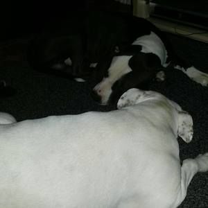 Meet your Posher, Carl