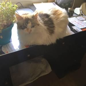 Meet your Posher, Leonid