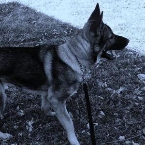 Meet your Posher, Callie