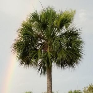 Meet your Posher, Laronce