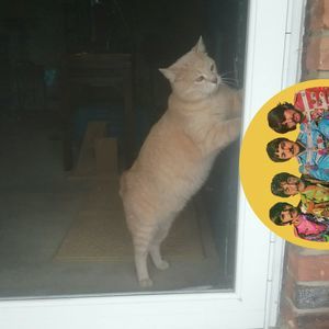 Meet your Posher, Joyce