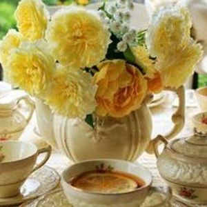 Meet your Posher, Alcianna