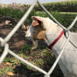 Meet your Posher, Ivy