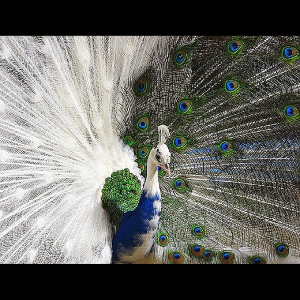 Meet your Posher, Jnani