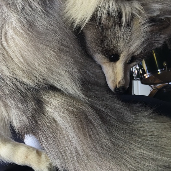 Norwegian Fox Stoles, Vintage 1920’s (?) - Picture 4 of 4