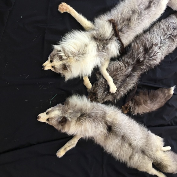 Norwegian Fox Stoles, Vintage 1920’s (?) - Picture 2 of 4