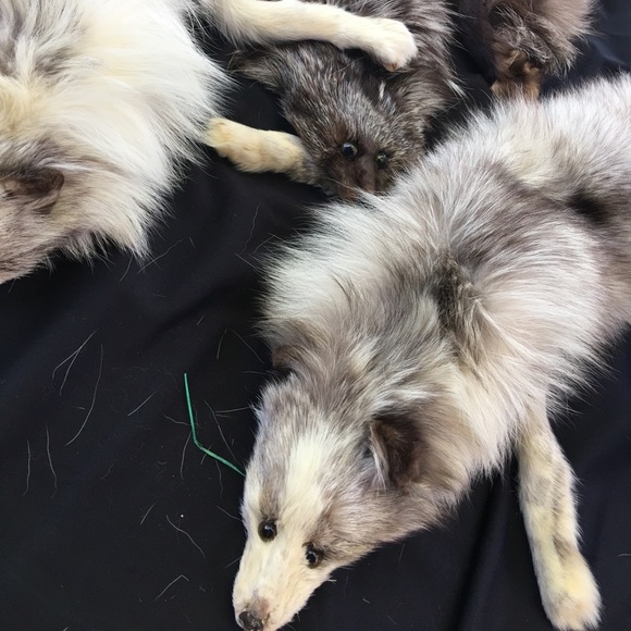 Norwegian Fox Stoles, Vintage 1920’s (?) - Picture 3 of 4