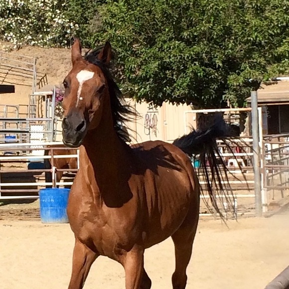 Meet your Posher, R - Picture 1 of 1