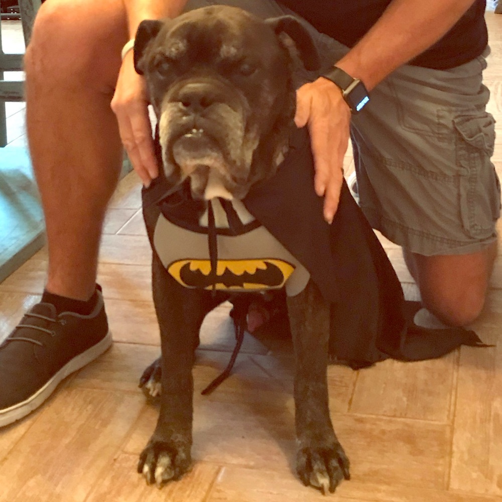 Dog Batman costume!