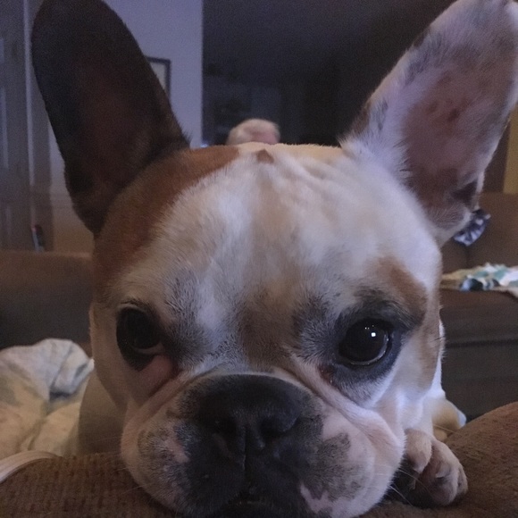 POSH AMBASSADOR🎉🎊💥🌺👜👗👛 - Picture 2 of 5