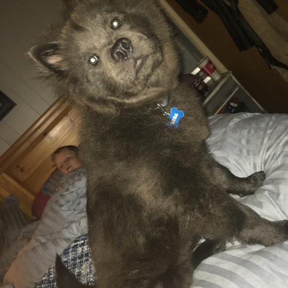 PET FRIENDLY HOME!!! ♥🐕 ♥🐕♥ - Picture 2 of 4