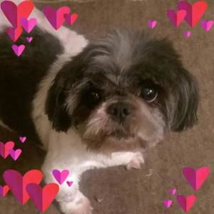 Meet your Posher, Cynthia