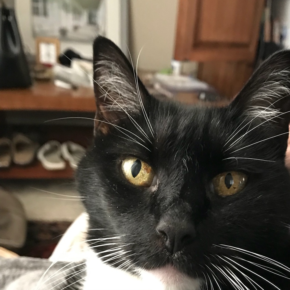 Meet your Posher, Carol