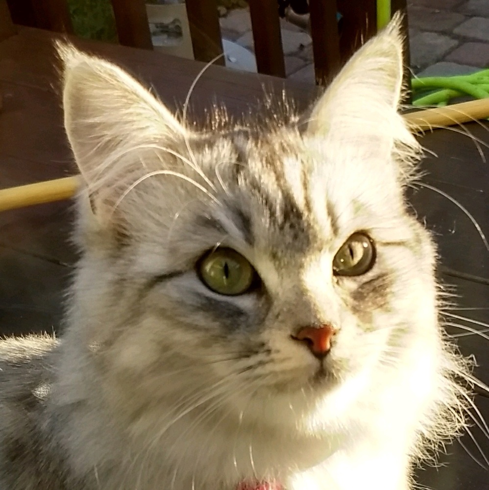 Meet your Posher, Amy