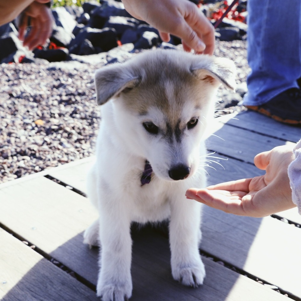 Meet your Posher, Peyton