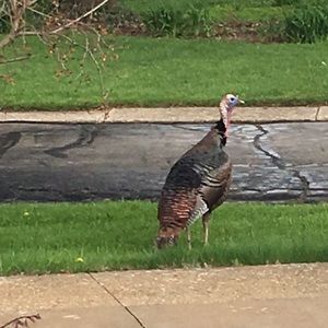 Meet your Posher, Ry