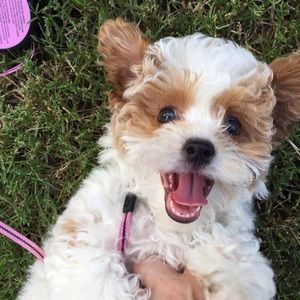 Meet your Posher, Bailey