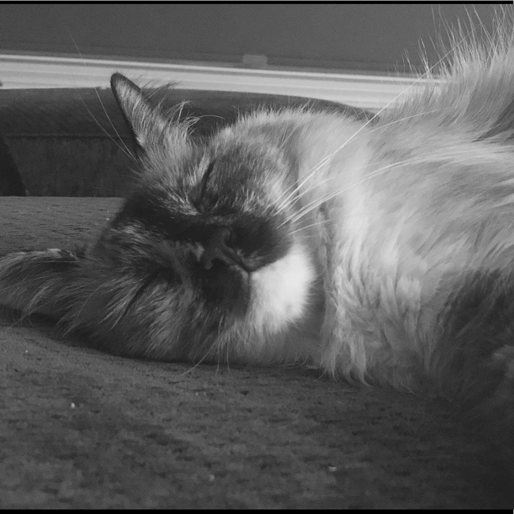 Meet your Posher, Marie