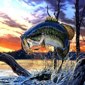 Meet your Posher, Bradley