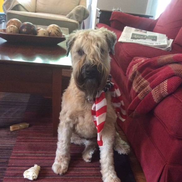 Meet your Posher, Joe - Picture 1 of 1