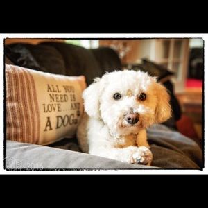 Meet your Posher, Sam