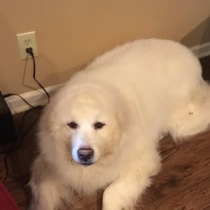 Meet your Posher, Walker