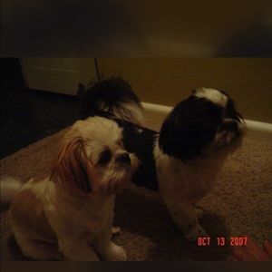 Meet your Posher, Casey