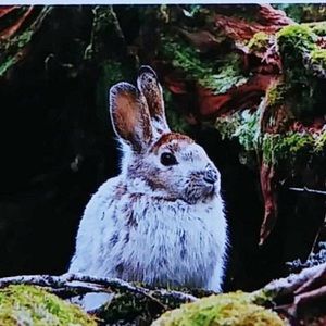 Meet your Posher, Amelia