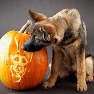 Meet your Posher, Janet