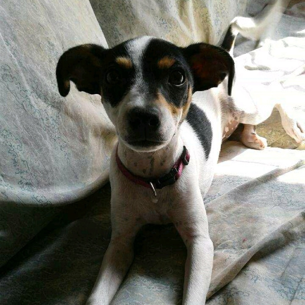 Meet your Posher, Morgan