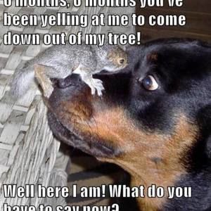 Meet your Posher, Harlie