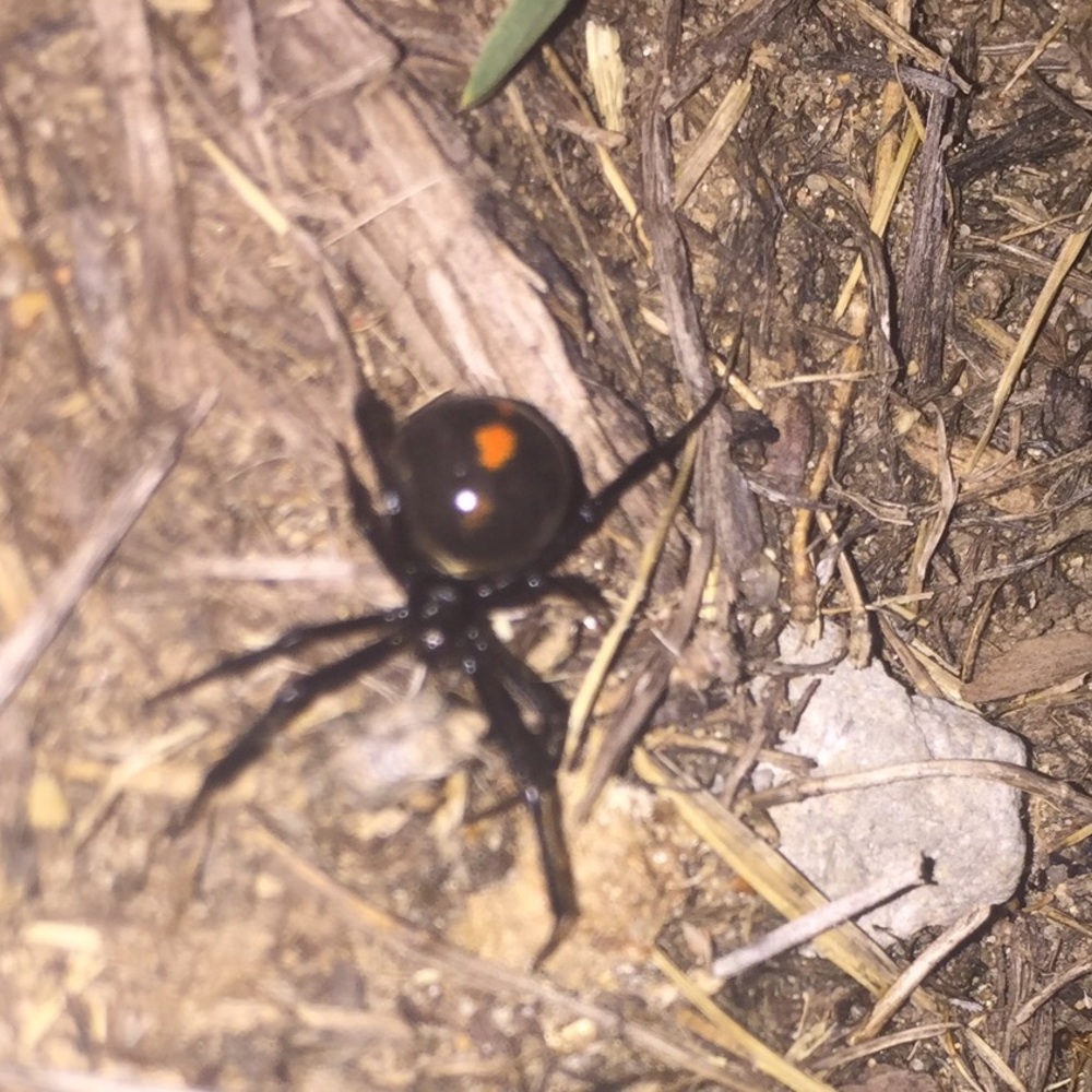 Meet your Posher, Reed