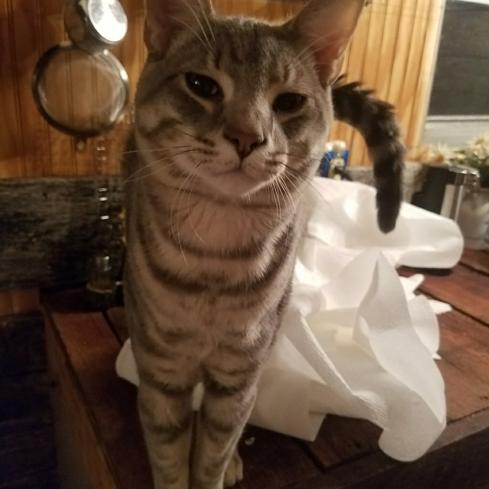 Professional Paper Towel Unroller!!!