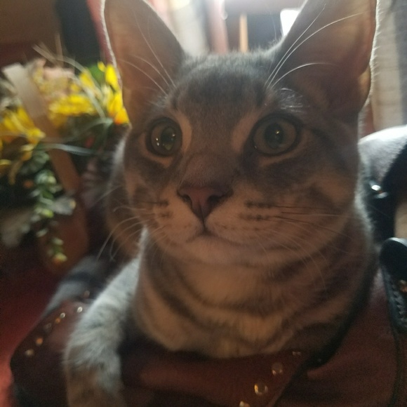 Purse squisher - Picture 1 of 1