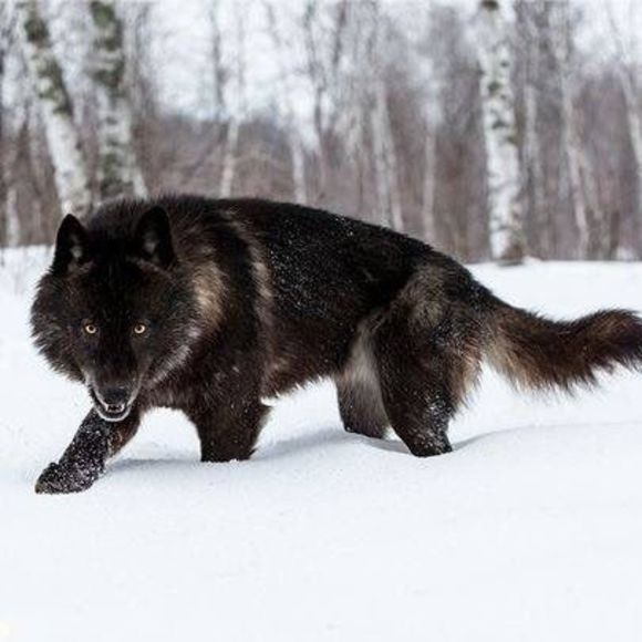 Meet your Posher, Troy - Picture 1 of 1