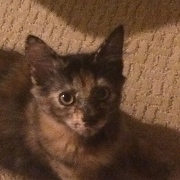 Meet your Posher, Lori - Picture 1 of 1