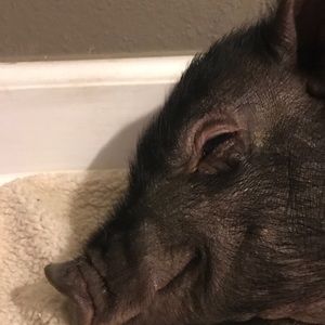 Meet your Posher, Dori