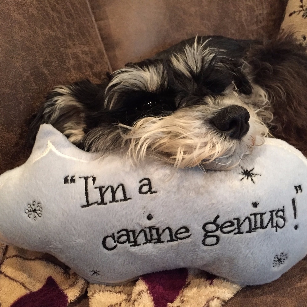Humility is not a Schnauzer trait.