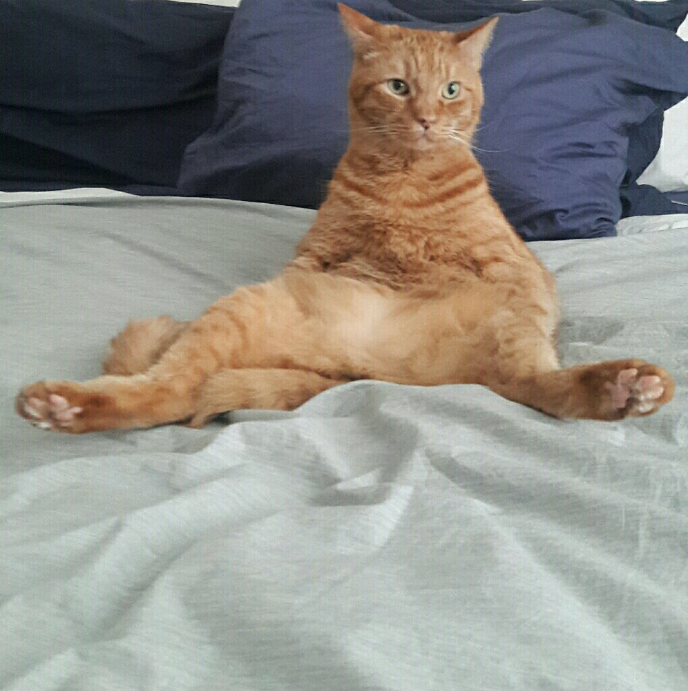 Meet your Posher, Abby