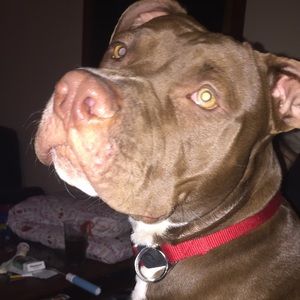 Meet your Posher, Cody