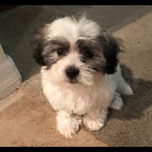 Meet your Posher, Yamileth