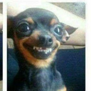 Meet your Posher, Steven