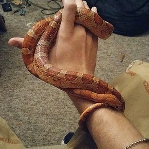 Meet your Posher, Austin