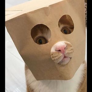 Meet your Posher, Larry