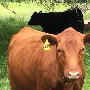 Meet your Posher, Bennett